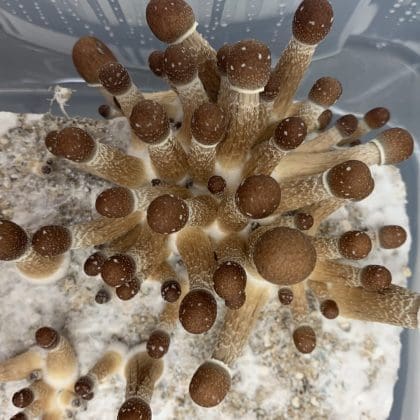Fresh Golden Teacher Mushrooms