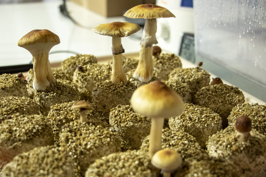 how to grow magic mushrooms